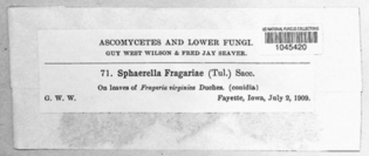 Ramularia grevilleana image